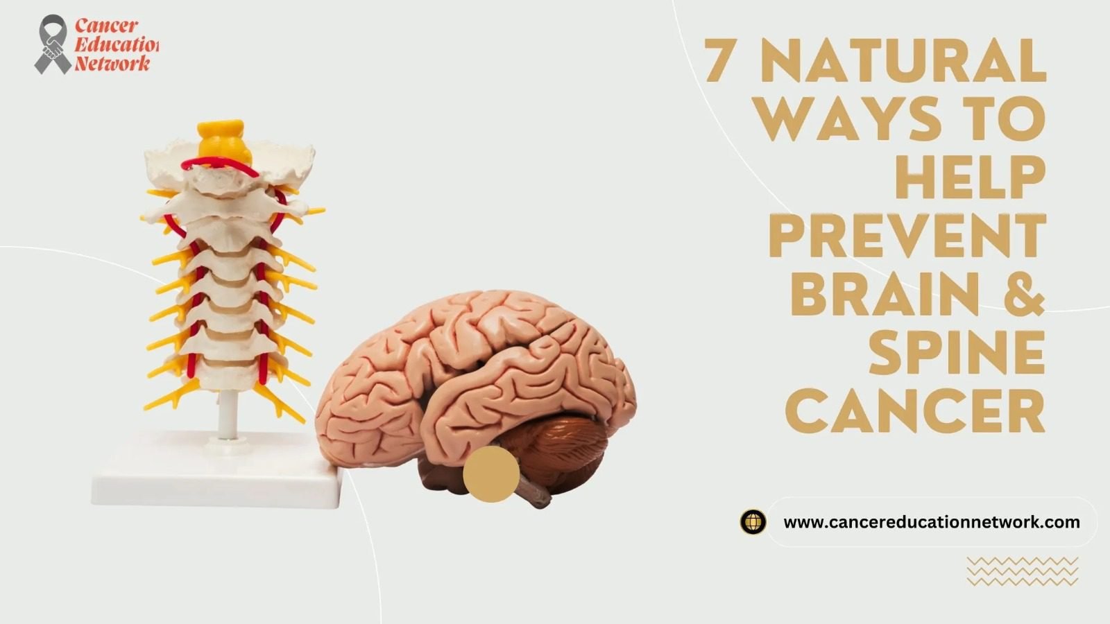 7 Natural Ways to Help Prevent Brain & Spine Cancer